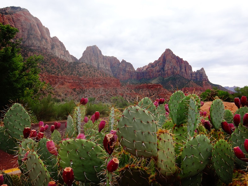 Prickly pear cactus with red fruits, mountainous backdrop.